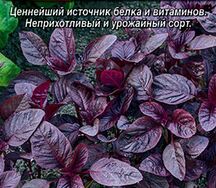 Амарант овощной Валентина