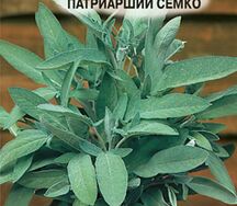 Шалфей патриарший