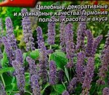 Мята мексиканская аметист
