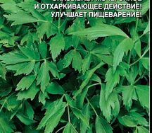 Любисток удалец