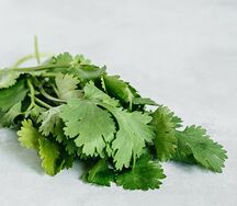 Кинза