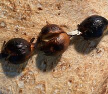 Лук на мангале