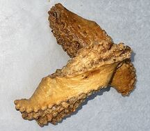 vp1