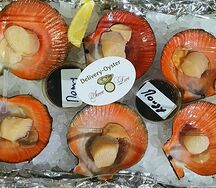 Гранд плато исландского гребешка