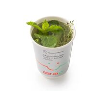 Травяной чай Свежая мята и чабрец