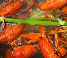 Раки средние 