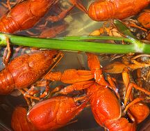 Раки крупные 