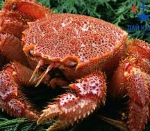 Краб Волосатик