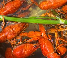 Раки мелко-средние