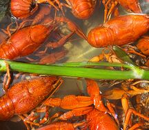 Раки отборные вареные