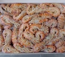 Креветка Шримс козырьковый