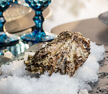 Устрица Хасанская