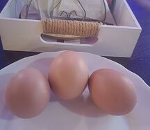 Яйцо вареное вкрутую 