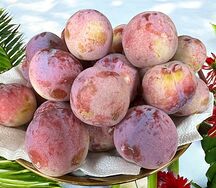 Слива Амурская ранняя 