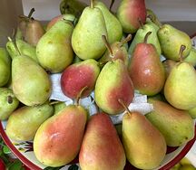 Груша Санта Мария Сербия
