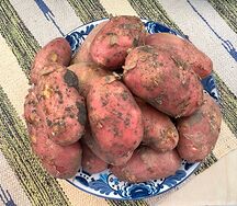 Картофель красный
