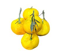 Мандарины без косточки кисло-сладкие