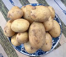 Картофель белый из Пскова