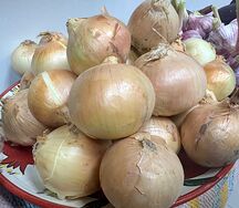 Лук репчатый