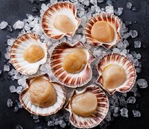Морские гребешки
