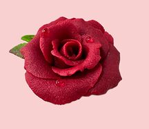 Марципан роза красная