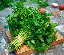 Кинза свежая