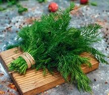 Укроп свежий