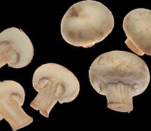 Грибы шампиньоны