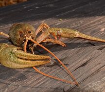 Раки дикие речные