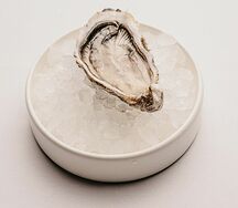 Устрица крымская