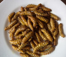 Ifinkubala (Brown)