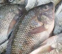 Zamfresh kariba bream