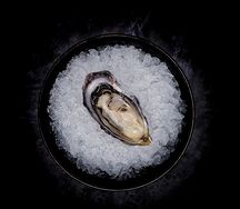 Устрица Розовая Джоли