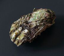 Устрица Хасанская