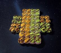Сет Сакура