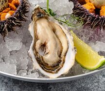 Устрица Акке Япония