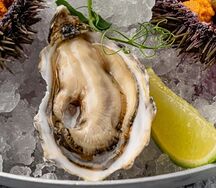 Устрица Муроцу черная