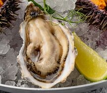 Устрица Хасанская