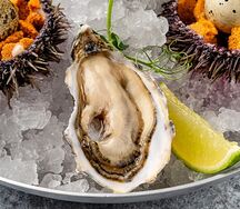 Устрица Джоли Намибия